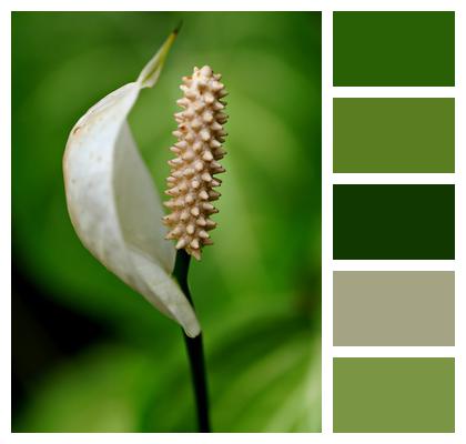 Flower Flower Background Peace Lily Image